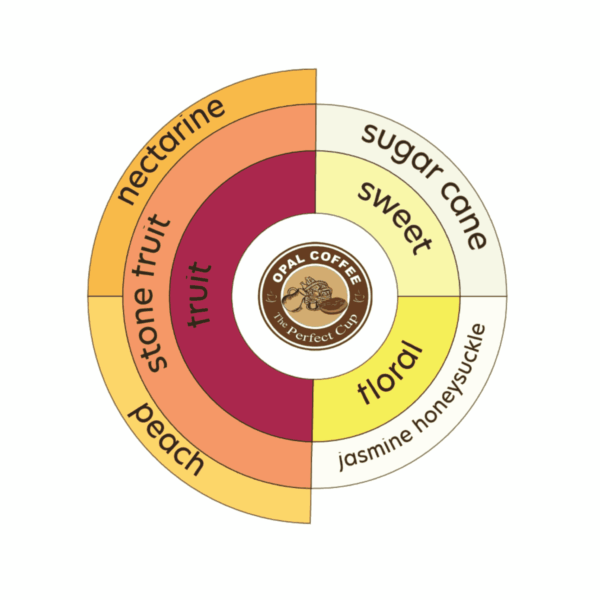 Indonesia Aurora Dew Momo Peach Inoculation & Yeast